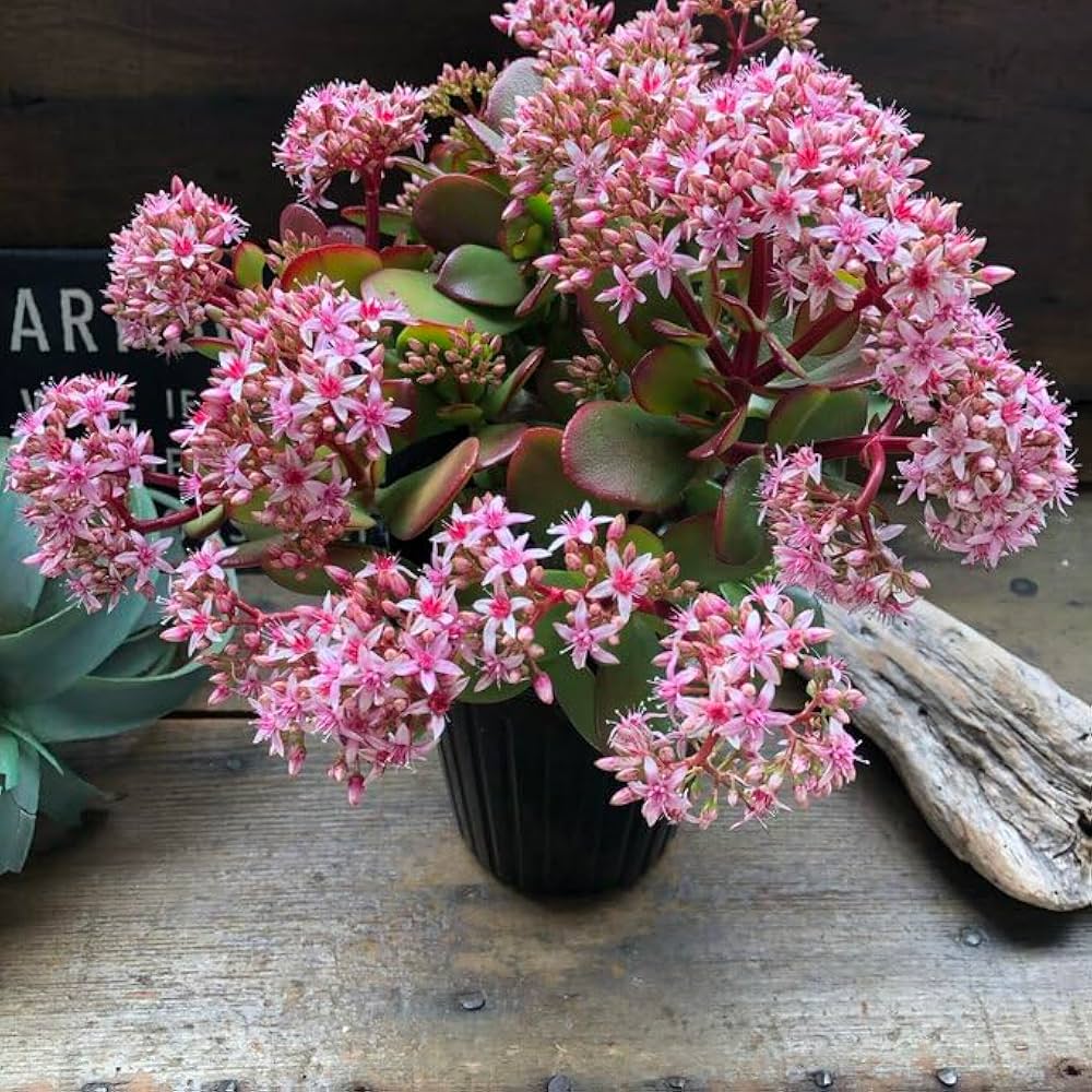 縁起の良い多肉植物「金のなる木」　　（写真R7年5月撮影） Amazon｜ノーブランド品 金のなる木 5号 花月 多肉植物 観葉植物